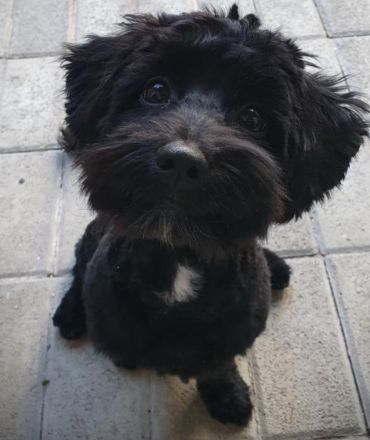 Havapoo's die flauschigen Fellnasen /wie Maltipoo!