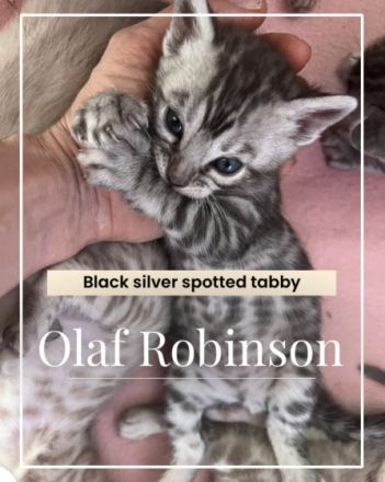 Auf der Suche nach einem liebevollen Platz ist nun