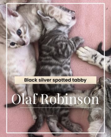 Auf der Suche nach einem liebevollen Platz ist nun