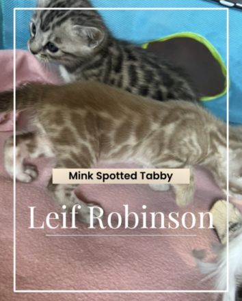 Auf der Suche nach einem liebevollen Platz ist nun