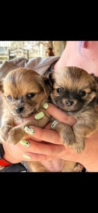 Chihuahua Welpen Chihuahua Welpen am 4.2. geboren