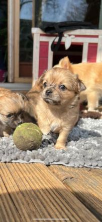 Chihuahua Welpen Chihuahua Welpen am 4.2. geboren