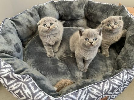 Hallo wir verkaufen unsere kleinen BKH Kätzchen, diese