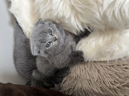 Hallo wir verkaufen unsere kleinen BKH Kätzchen, diese