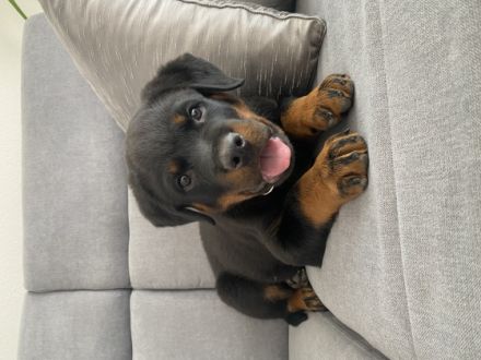 Unser Welpe sucht ein neues zu Hause. 1 Rüde würde sich