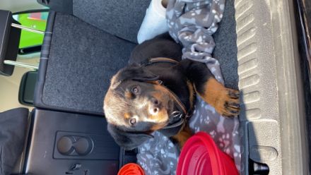 Unser Welpe sucht ein neues zu Hause. 1 Rüde würde sich