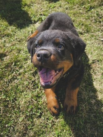 Unser Welpe sucht ein neues zu Hause. 1 Rüde würde sich