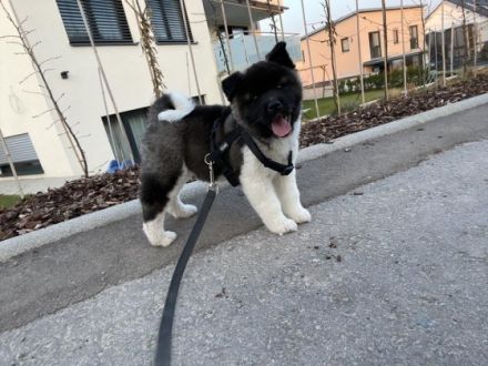 Wir sind im Besitz von männlichen und weiblichen Akita