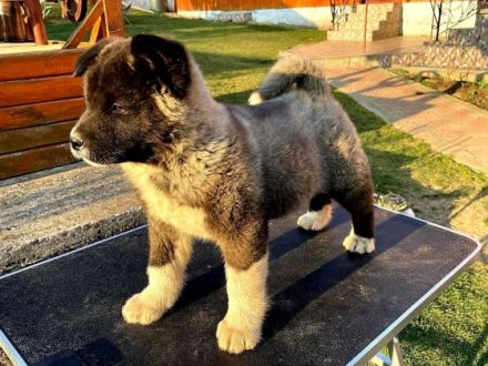 Wir sind im Besitz von männlichen und weiblichen Akita