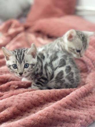 Hallo liebe Katzenfreunde Unsere bengal Katze hat am 03