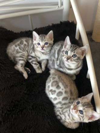 Hallo liebe Katzenfreunde Unsere bengal Katze hat am 03