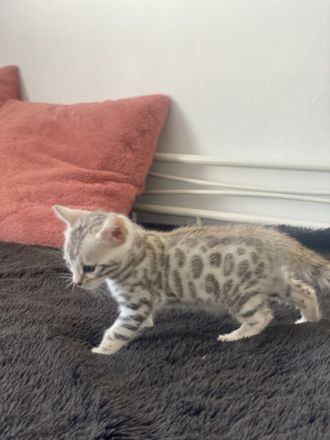 Hallo liebe Katzenfreunde Unsere bengal Katze hat am 03