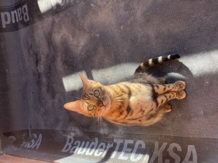 Hallo liebe Katzenfreunde Unsere bengal Katze hat am 03