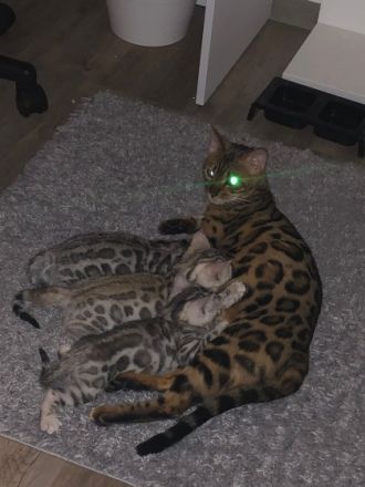 Hallo liebe Katzenfreunde Unsere bengal Katze hat am 03