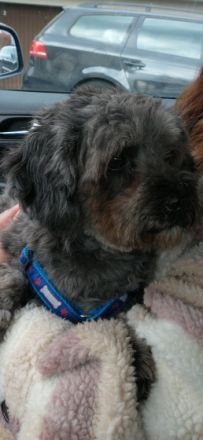 Zilli lebt bei uns auf Pflege und ist eine freundliche,