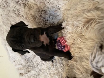 Wir kleinen Deutschen Doggen Kinder (Reinrassig)