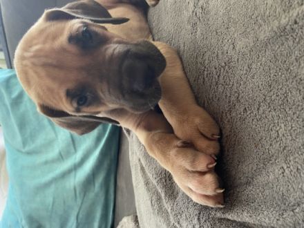 Wir kleinen Deutschen Doggen Kinder (Reinrassig)