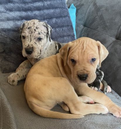 Wir kleinen Deutschen Doggen Kinder (Reinrassig)