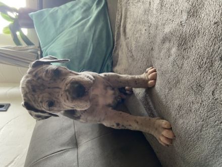 Wir kleinen Deutschen Doggen Kinder (Reinrassig)