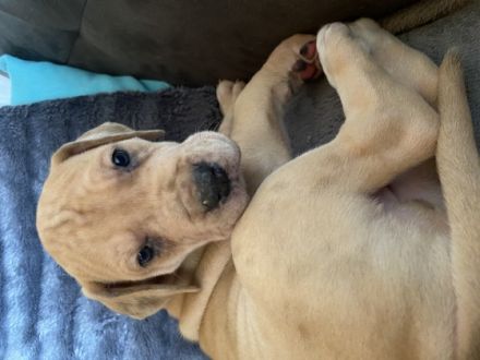 Wir kleinen Deutschen Doggen Kinder (Reinrassig)