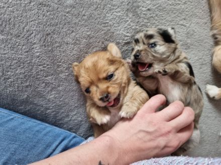 Huhuuu wir sind 2 Zwergpincher Yorki- Chihuahua Japan