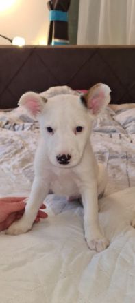 Es ist eine Rüde der12 Wochen alt sind. Er ist sehr