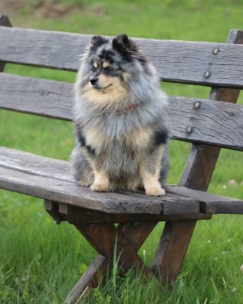 Zwergspitz merle Deckrüde mit Erfahrung