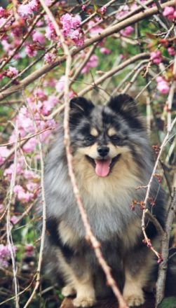 Zwergspitz merle Deckrüde mit Erfahrung