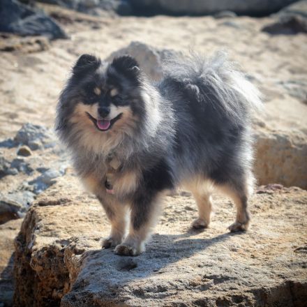 Zwergspitz merle Deckrüde mit Erfahrung