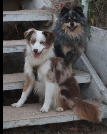 Zwergspitz merle Deckrüde mit Erfahrung