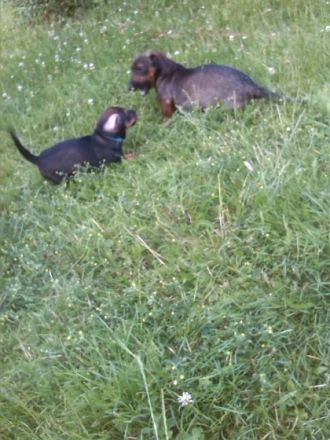 unsere Hundemutter Petra hat uns kleine Baby geschenkt.