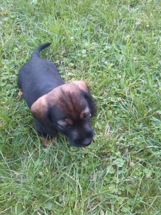 unsere Hundemutter Petra hat uns kleine Baby geschenkt.