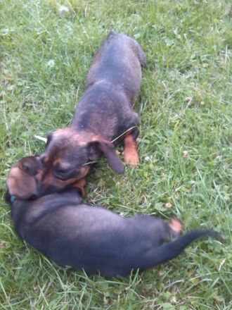 unsere Hundemutter Petra hat uns kleine Baby geschenkt.