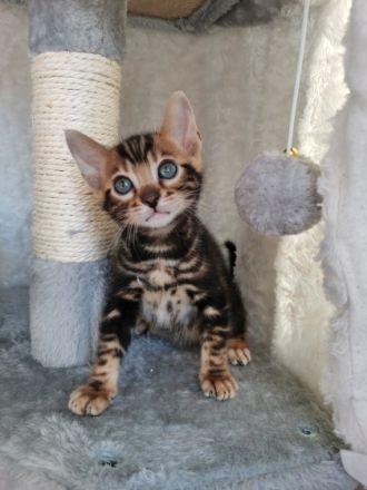 Wir haben kleine Leoparden abzugeben. Wir sind eine