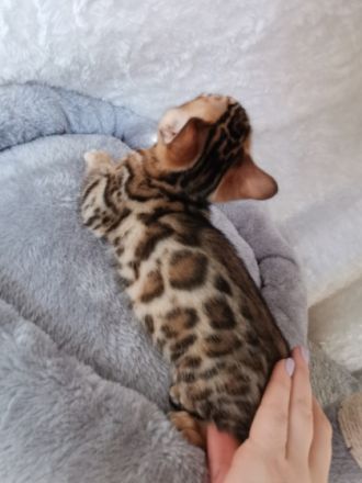 Wir haben kleine Leoparden abzugeben. Wir sind eine