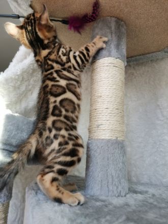 Wir haben kleine Leoparden abzugeben. Wir sind eine