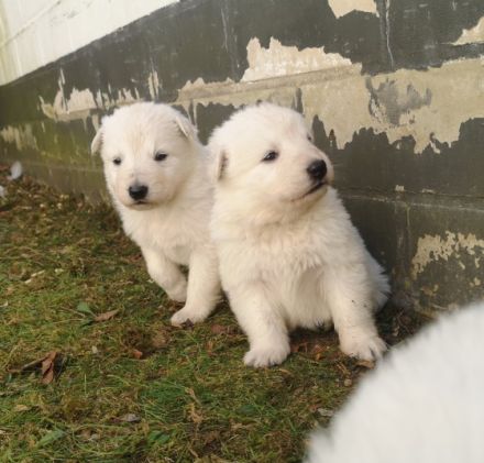 Wir haben Welpen von unserer Yuma von dem weissen Golde