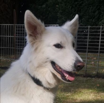 Wir haben Welpen von unserer Yuma von dem weissen Golde