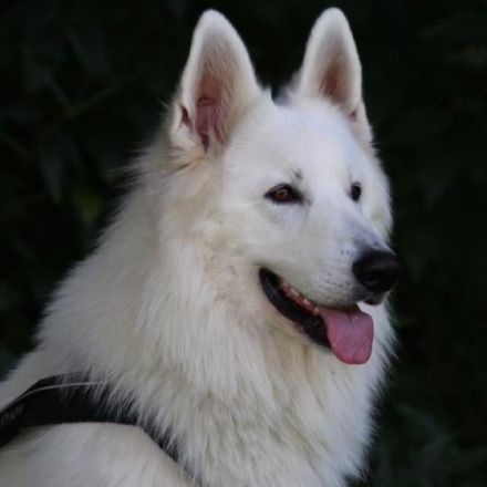 Wir haben Welpen von unserer Yuma von dem weissen Golde