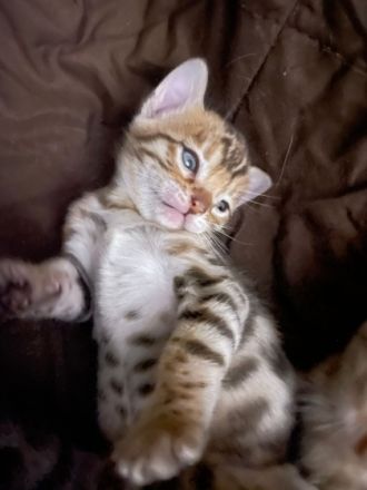 Unsere Mila hat am 22.02.2022 5 kleine bengalkitten zur