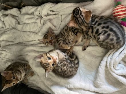 Unsere Mila hat am 22.02.2022 5 kleine bengalkitten zur
