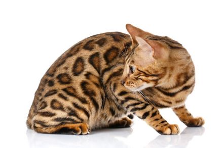 Unsere Mila hat am 22.02.2022 5 kleine bengalkitten zur