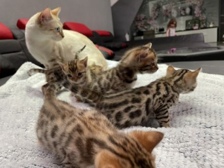 Unsere Mila hat am 22.02.2022 5 kleine bengalkitten zur