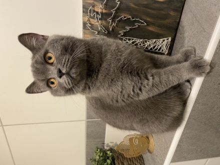 Unser wunderschönes Britisch Kurzhaar Pärchen Lima und