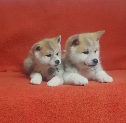 Sashatoshi Japanese Akita Kennel, registriert unter der