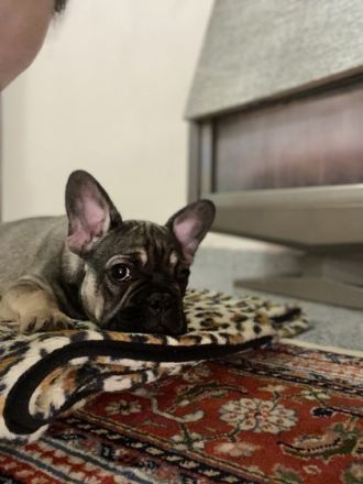 Hallo, Wir suchen eine neue Familie für unseren kleinen