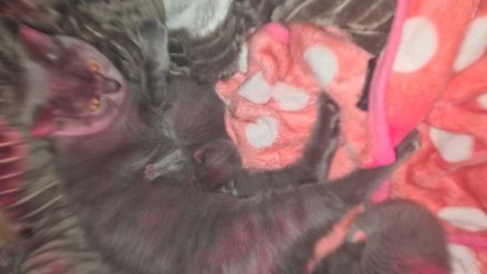 Hallo, KatzenLiebhaber Unsere Wunderschöne Reinrassige