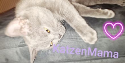 Hallo, KatzenLiebhaber Unsere Wunderschöne Reinrassige