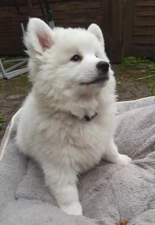 Aus unserer Hobbyzucht "Großspitze vom Bayerischen Rigi