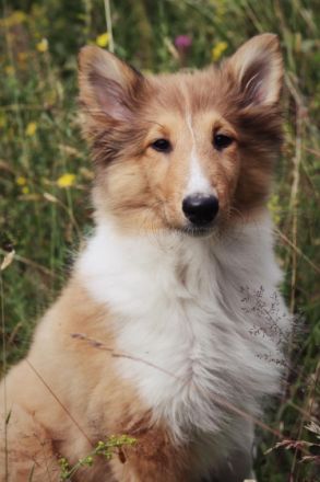 Wir erwarten Ende April unseren ersten Collie Wurf,